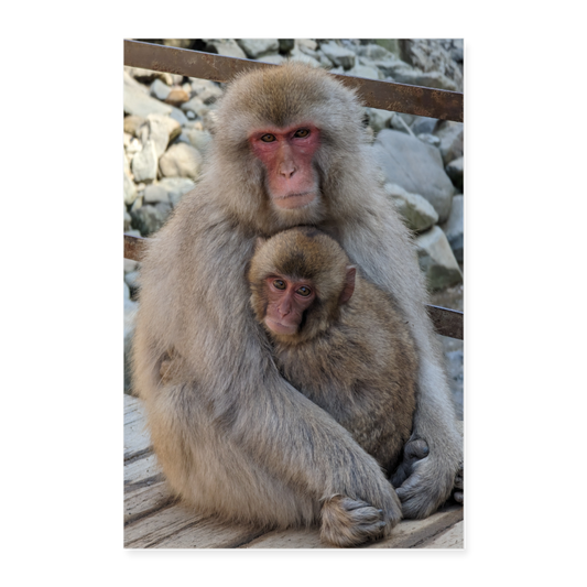 Poster Schneeaffen 24" x 35" (60x90 cm) - white