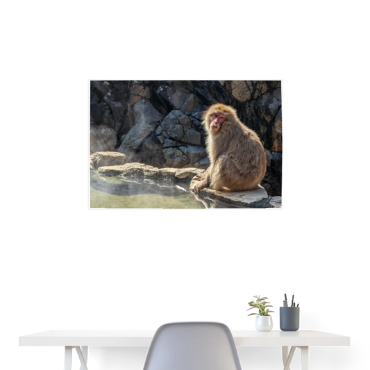 Poster Schneeaffe an heißer Quelle  36" x 24" (90x60 cm) - white