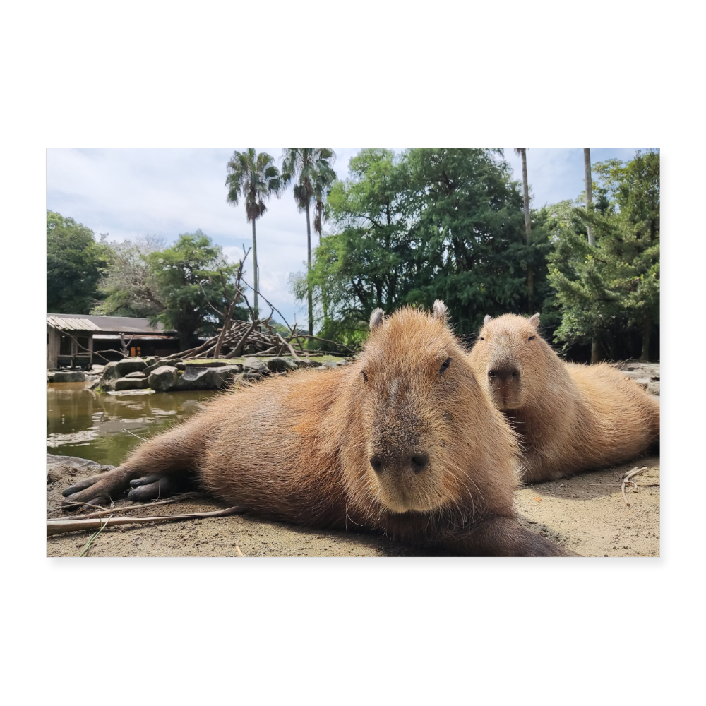 Poster (90x60 cm) "Capybara" 36" x 24" - white