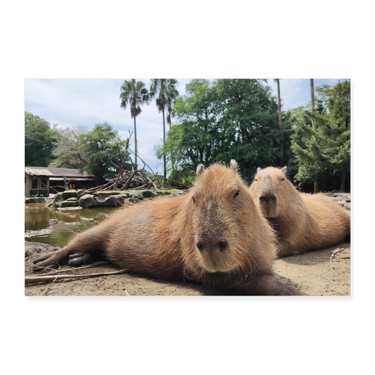 Poster (90x60 cm) "Capybara" 36" x 24" - white