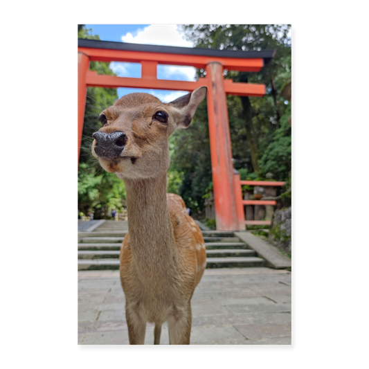 Poster Nara-Reh 24" x 35" (60x90 cm) - white