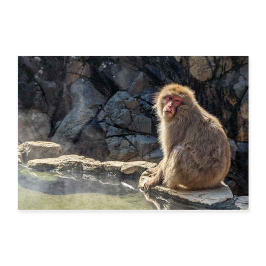 Poster Schneeaffe an heißer Quelle  36" x 24" (90x60 cm) - white